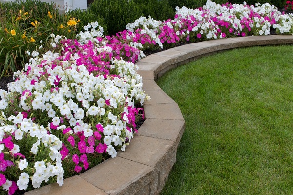 Landscape-Lawn-Petunias